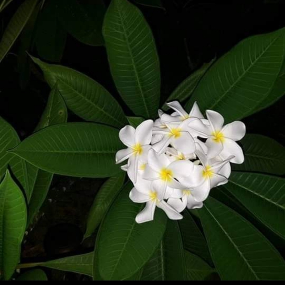 FRESH PLUMERIA CUTTINGS